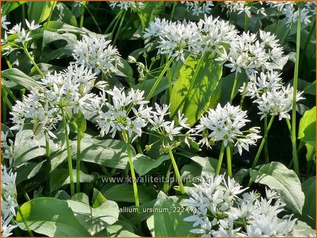 Allium ursinum | Daslook, Berenlook, Look | B&auml;renlauch | Wild Garlic