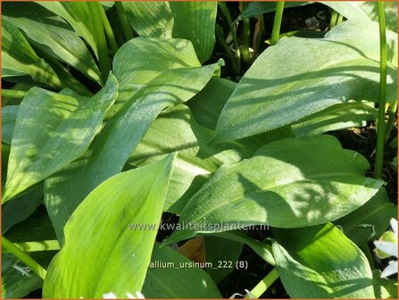 Allium ursinum | Daslook, Berenlook, Look | B&auml;renlauch | Wild Garlic