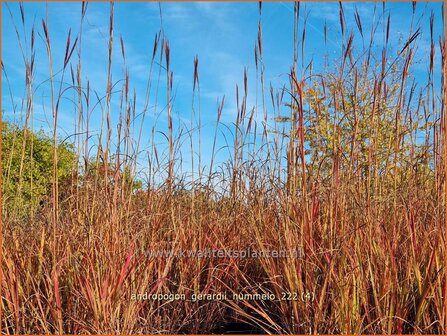 Andropogon gerardii &#039;Hummelo&#039; | Baardgras | Gerards Blauhalm | Big Bluestem