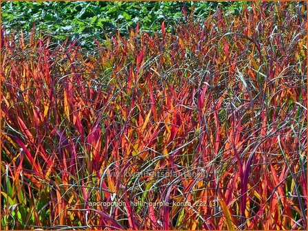 Andropogon hallii &#039;Purple Konza&#039; | Baardgras | Blauhalm | Sand Bluestem