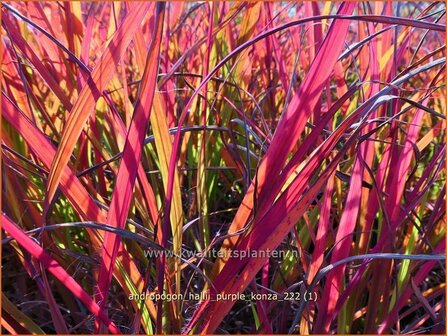 Andropogon hallii &#039;Purple Konza&#039; | Baardgras | Blauhalm | Sand Bluestem