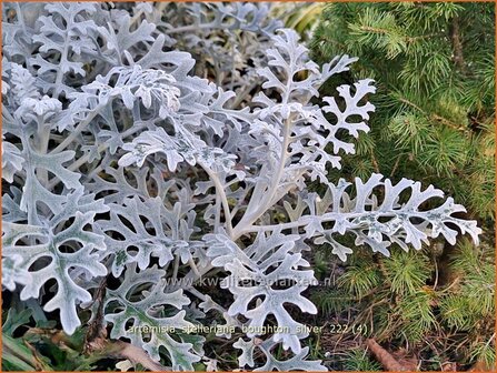 Artemisia stelleriana &#039;Boughton Silver&#039; | Alsem, Bijvoet, Edelruit | Gabelbl&auml;ttriger Silber-Wermut | Dusty Miller