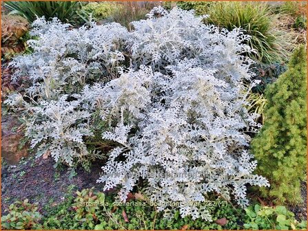 Artemisia stelleriana &#039;Boughton Silver&#039; | Alsem, Bijvoet, Edelruit | Gabelbl&auml;ttriger Silber-Wermut | Dusty Miller