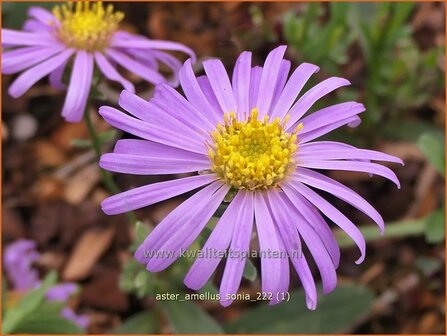 Aster amellus &#039;Sonia&#039; | Bergaster, Aster | Bergaster | Italian Aster