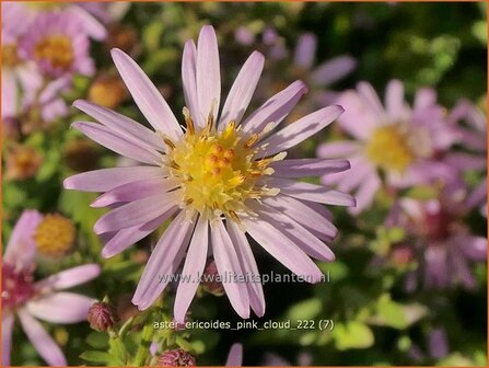 Aster ericoides &#039;Pink Cloud&#039; | Heideaster, Sluieraster, Aster | Heide-Aster | Heath Aster