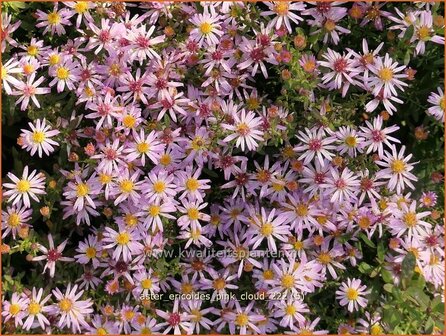 Aster ericoides &#039;Pink Cloud&#039; | Heideaster, Sluieraster, Aster | Heide-Aster | Heath Aster