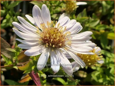 Aster &#039;Schneekissen&#039; | Aster | Aster | Aster