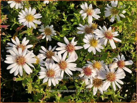 Aster &#039;Schneekissen&#039; | Aster | Aster | Aster