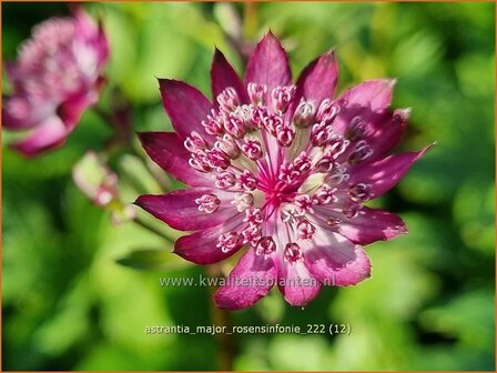 Astrantia major &#039;Rosensinfonie&#039; | Zeeuws knoopje, Groot sterrenscherm | Gro&szlig;e Sterndolde | Greater Masterwort