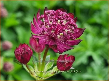 Astrantia major &#039;Sparkling Stars Red&#039; | Zeeuws knoopje, Groot sterrenscherm | Gro&szlig;e Sterndolde | Greater Masterwort