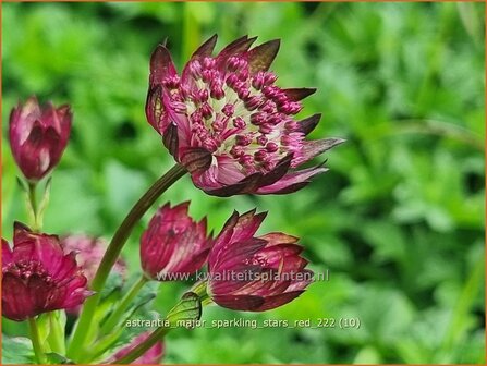 Astrantia major &#039;Sparkling Stars Red&#039; | Zeeuws knoopje, Groot sterrenscherm | Gro&szlig;e Sterndolde | Greater Masterwort