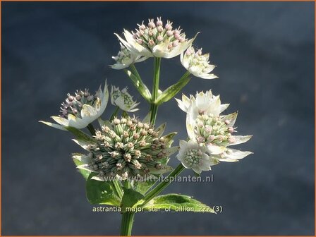 Astrantia major &#039;Star of Billion&#039; | Zeeuws knoopje, Groot sterrenscherm | Gro&szlig;e Sterndolde | Greater Masterwort