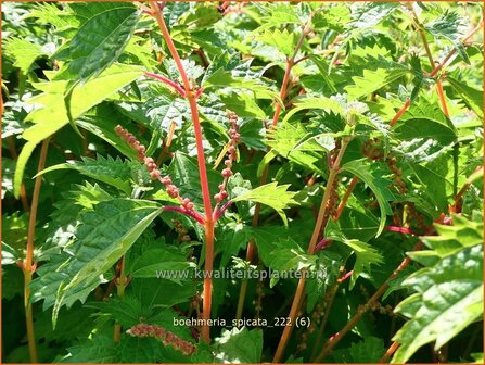 Boehmeria spicata | Valse netel | Scheinbrennessel | False Nettle