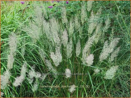 Calamagrostis brachytricha | Diamantgras, Struisriet | Diamant-Reitgras | Diamond Grass