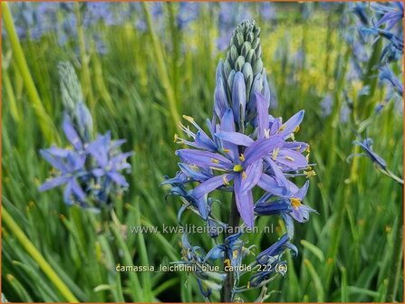 Camassia leichtlinii &#039;Blue Candle&#039; | Prairielelie, Indianenlelie | Leichtlins Pr&auml;rielilie | Indian Lily