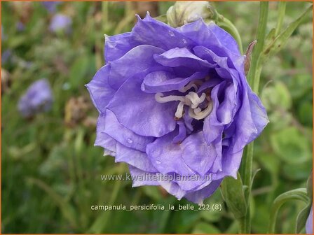 Campanula persicifolia &#039;La Belle&#039; | Perzikbladklokje, Prachtklokje, Klokjesbloem | Pfirsichbl&auml;ttrige Glock