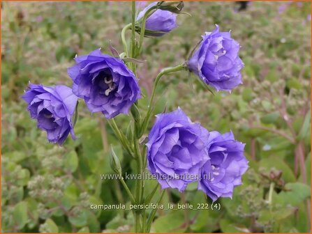 Campanula persicifolia &#039;La Belle&#039; | Perzikbladklokje, Prachtklokje, Klokjesbloem | Pfirsichbl&auml;ttrige Glock