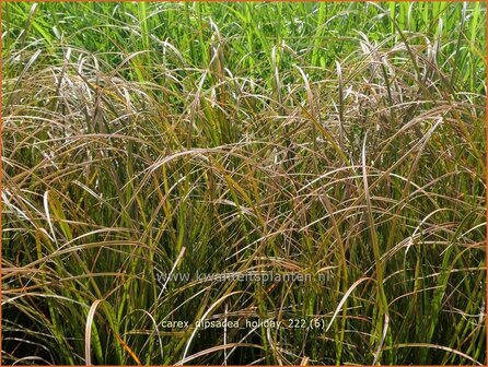 Carex dipsacea &#039;Holiday&#039; | Zegge | Segge | Autumn Sedge