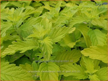 Caryopteris clandonensis &#039;Hint of Gold&#039; | Blauwe spirea, Blauwbaard, Baardbloem | Bartblume | Heavenly Blue