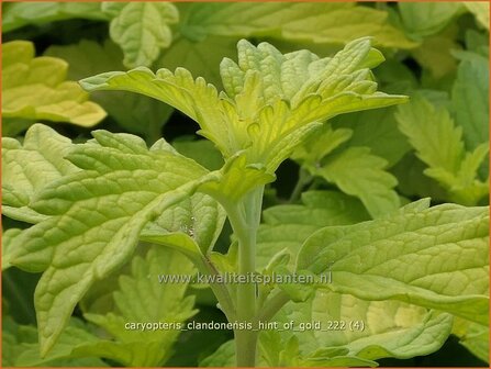 Caryopteris clandonensis &#039;Hint of Gold&#039; | Blauwe spirea, Blauwbaard, Baardbloem | Bartblume | Heavenly Blue