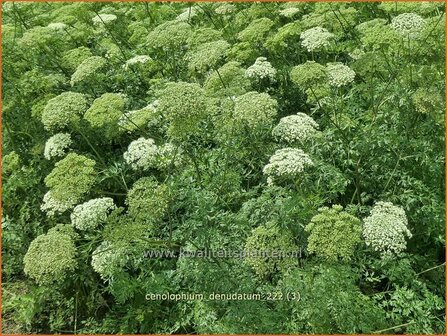 Cenolophium denudatum | Baltische peterselie | Baltische Petersilie | Baltic Parsley