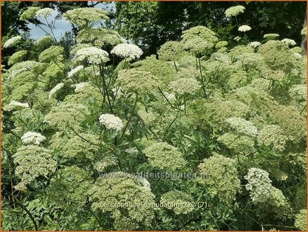 Cenolophium denudatum | Baltische peterselie | Baltische Petersilie | Baltic Parsley