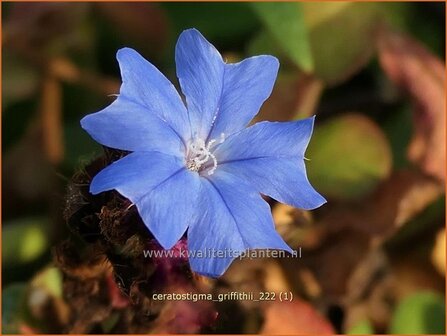 Ceratostigma griffithii | Loodkruid | Griffiths Hornnarbe | Burmese Plumbago