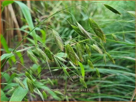 Chasmanthium latifolium | Plataargras | Breitbl&auml;ttriges Platt&auml;hrengras | North America Wild Oats