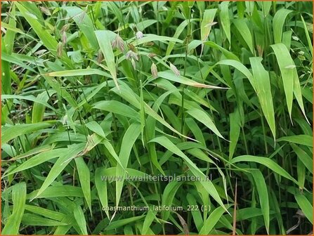 Chasmanthium latifolium | Plataargras | Breitbl&auml;ttriges Platt&auml;hrengras | North America Wild Oats