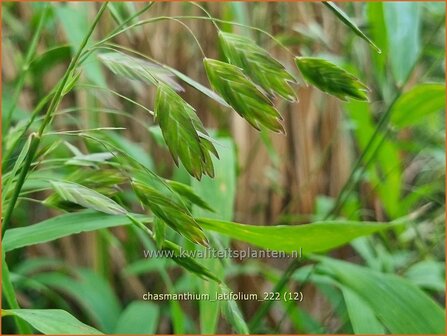 Chasmanthium latifolium | Plataargras | Breitbl&auml;ttriges Platt&auml;hrengras | North America Wild Oats