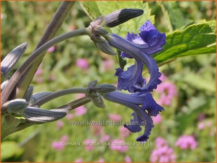 Clematis heracleifolia &#039;Cassandra&#039; | Struikclematis, Bosrank, Clematis | Breitbl&auml;ttrige Waldrebe | Tube Clematis