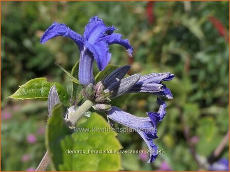 Clematis heracleifolia &#039;Cassandra&#039; | Struikclematis, Bosrank, Clematis | Breitbl&auml;ttrige Waldrebe | Tube Clematis