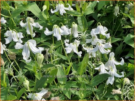 Clematis integrifolia &#039;Gletschereis&#039; | Struikclematis, Bosrank, Clematis | Krautige Waldrebe | Blue Clematis