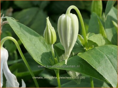 Clematis integrifolia &#039;Gletschereis&#039; | Struikclematis, Bosrank, Clematis | Krautige Waldrebe | Blue Clematis