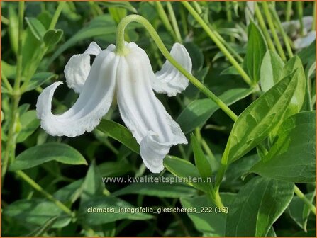 Clematis integrifolia &#039;Gletschereis&#039; | Struikclematis, Bosrank, Clematis | Krautige Waldrebe | Blue Clematis