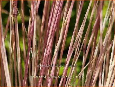 Corynephorus canescens &#039;Spiky Blue&#039; | Buntgras | Silbergras | Grey Hair Grass