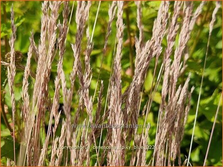 Corynephorus canescens &#039;Spiky Blue&#039; | Buntgras | Silbergras | Grey Hair Grass