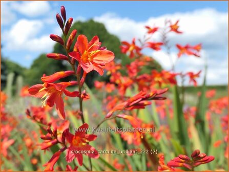 Crocosmia &#039;Carmine Brilliant&#039; | Montbretia | Montbretie | Montbretia