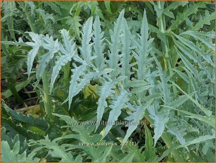 Cynara scolymus | Artisjok | Artischocke | Green Artichoke