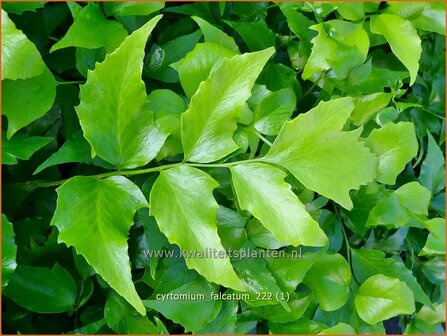 Cyrtomium falcatum | IJzervaren, Hulstvaren | Bogen-Sichelfarn | House Holly-fern