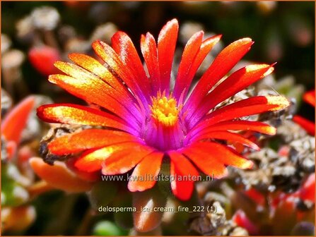 Delosperma &#039;Ice Cream Fire&#039; | IJsbloempje, IJsplant | Mittagsblume | Ice Plant