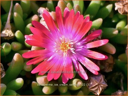 Delosperma &#039;Ice Cream Salmon&#039; | IJsbloempje, IJsplant | Mittagsblume | Ice Plant