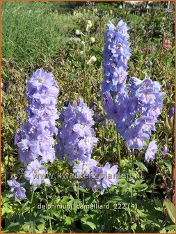 Delphinium &#039;Camelliard&#039; | Ridderspoor | Rittersporn | Larkspur