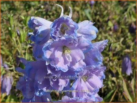 Delphinium &#039;Camelliard&#039; | Ridderspoor | Rittersporn | Larkspur