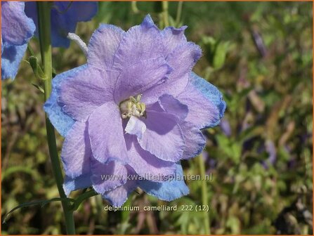 Delphinium &#039;Camelliard&#039; | Ridderspoor | Rittersporn | Larkspur