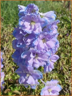 Delphinium &#039;Camelliard&#039; | Ridderspoor | Rittersporn | Larkspur