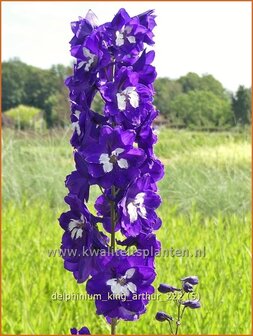 Delphinium &#039;King Arthur&#039; | Ridderspoor | Rittersporn | Larkspur