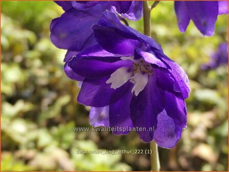 Delphinium &#039;King Arthur&#039; | Ridderspoor | Rittersporn | Larkspur