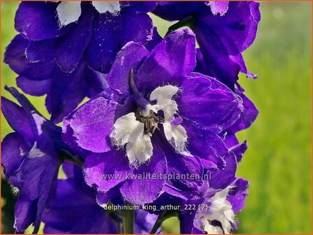 Delphinium &#039;King Arthur&#039; | Ridderspoor | Rittersporn | Larkspur