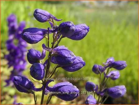 Delphinium &#039;King Arthur&#039; | Ridderspoor | Rittersporn | Larkspur